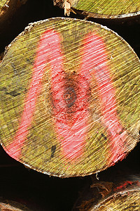 木材中标记的日志小路分数途径木头阔叶树木森林背景图片