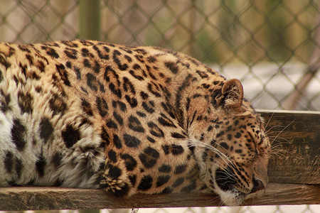 豹豹属眼睛栖息地野生动物丛林动物环境猎人假期食肉背景图片