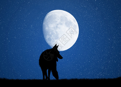 夜空与狼月光中的狼日落月亮哺乳动物树木森林野生动物蓝色荒野背景