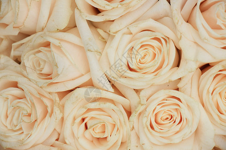 结婚玫瑰花粉色团体花瓣中心婚礼鲜花玫瑰花朵新娘植物群背景图片