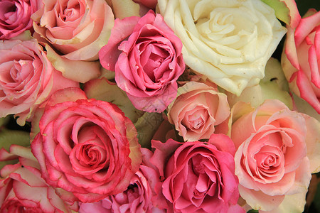 混合粉红新娘玫瑰粉色捧花婚礼鲜花花瓣装饰背景图片