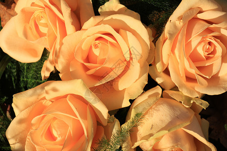 粉红玫瑰 婚礼花束婚姻团体装饰品鲜花玫瑰绿色中心新娘花瓣植物群背景图片