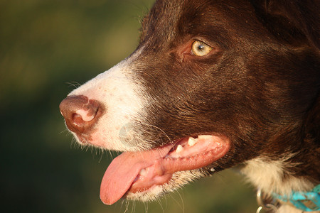 可爱的红白边境小狗狗宠物边界小狗牧羊犬毛皮白色犬类头发动物红色背景图片