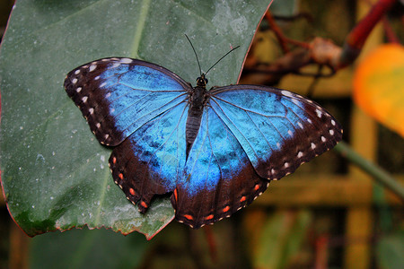 美丽多彩的蓝蝴蝶 翅膀张展农村昆虫动物国家蓝色背景图片