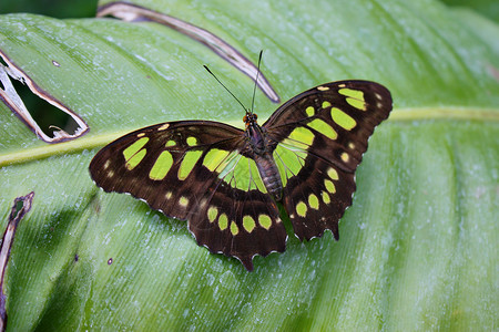 美丽的多彩鲜美的蝴蝶 翅膀张展农村动物国家昆虫背景图片
