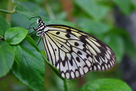 美丽的多彩鲜美的蝴蝶 翅膀张展动物昆虫农村国家背景图片