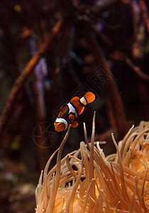蜣螂科小丑鱼 安菲普罗尼纳荒野珊瑚礁海葵动物野生动物两栖活力海洋背景