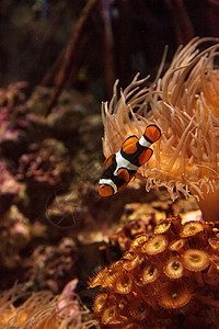 藻胞亚科小丑鱼 安菲普罗尼纳活力海洋珊瑚礁荒野动物两栖海葵野生动物背景