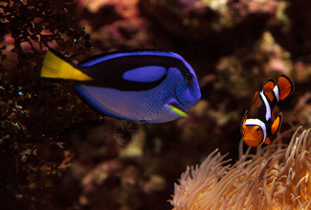 御堂筋鱼和王室蓝刺网调色板棘鱼两栖珊瑚礁野生动物御堂海洋海葵荒野动物背景