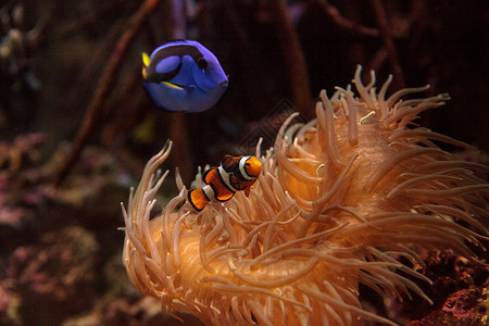 御堂筋鱼和王室蓝刺网海洋调色板野生动物动物活力荒野海葵珊瑚礁两栖棘鱼背景