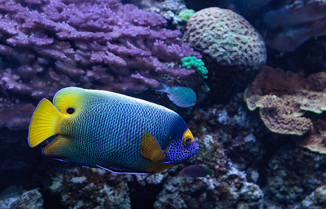 黄原蓝蓝色面对的天使鱼 波马坎图斯Pomacanthus珊瑚礁海洋神仙鱼背景
