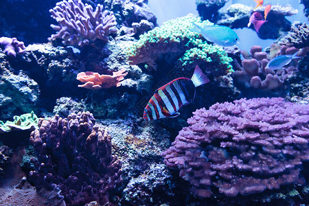 被称为的哈勒金鱼水族馆珊瑚礁海洋海鱼背景图片