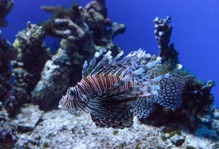 狮子海狮翼龙游泳海鱼海洋热带鱼珊瑚礁背景图片