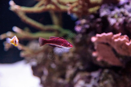 深红色西里拉布鲁斯帆帆帆仙子热带鱼帆鳍红鱼海鱼珊瑚礁游泳仙女海洋背景图片