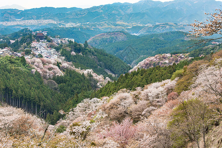 张娜拉吉野山的樱花开花 日本春地娜拉季节叶子风景花园花朵历史性阎王树木农村植物背景