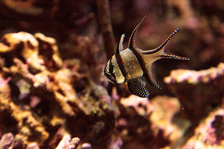 红底鱼红雀鱼游泳脊椎动物海鱼热带鱼海洋背景图片