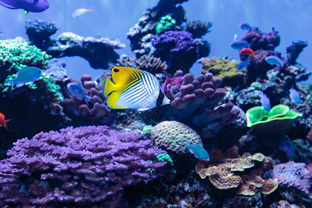 丝鳍蝴蝶鱼蓝绿色动物毛齿毛壳海洋海鱼水族馆珊瑚礁背景图片