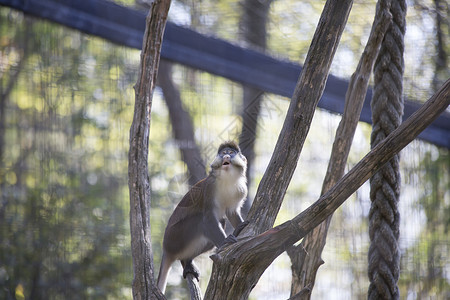 施密特的Guenon猴子高清图片