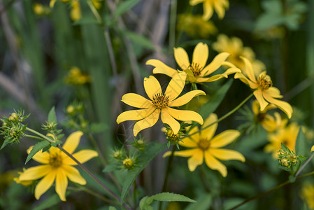 Beggartick亚里士多萨蜱虫美丽绿色花束植物学黄色荒野季节草地花园背景图片