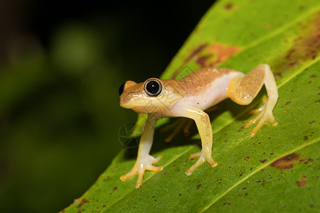 简洁小青蛙小黄树青蛙 来自野人家族的麦当劳生态动物群异国国家公园情调植物荒野热带动物背景