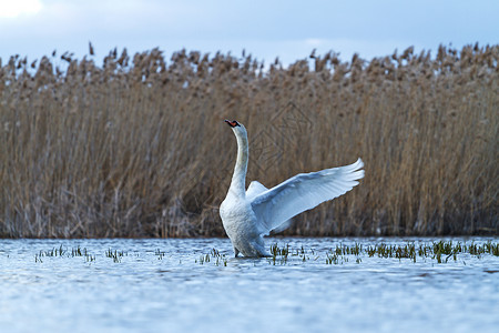 蓝湖上的静音天鹅高清图片