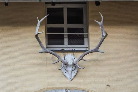 古代鹿角磨盘鹿鹿角挂在黄墙上兽头野生动物房子骨架摄影动物鹿茸指针动物体牛角背景