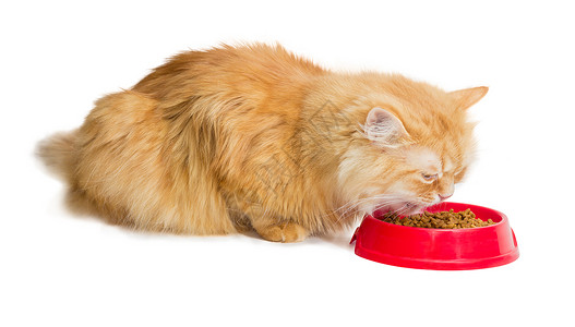 红猫 吃红碗里的干猫食猫粮护理颗粒状营养塑料形式食物营养素宠物干粮背景图片