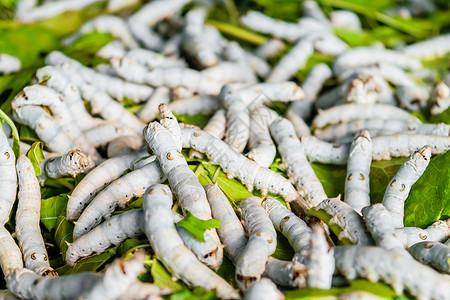 草莓叶上的丝虫昆虫纺织品植物纤维生产文化叶子织物养蚕业食物背景