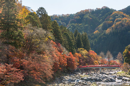 兰溪古兰经 森林秋季公园名古屋文化风景游客旅游世界旅行红叶观光树木光洋背景