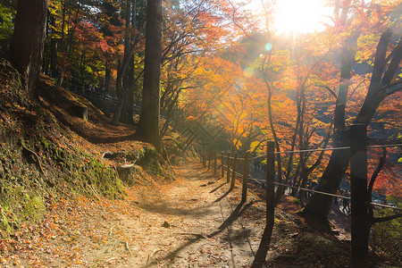 古兰经 森林秋季公园名古屋光洋木头游客旅游风景花园乡村观光世界地标背景图片