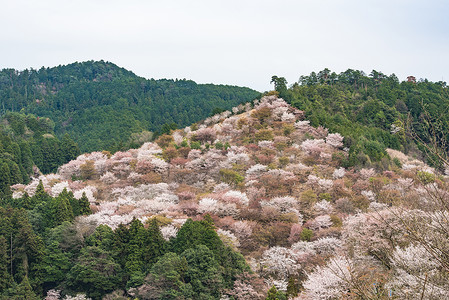 吉野山的樱花开花 日本春地娜拉花园场景植物农村季节花朵公吨叶子地标石磨背景图片