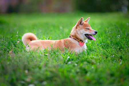 一个年轻的安息日嘴巴褐色主题听力哺乳动物犬类家畜脊椎动物眼睛宠物背景