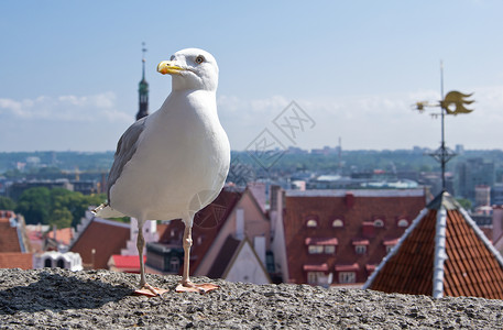欧洲海鸥白色观光国王灰色银鸥背景图片