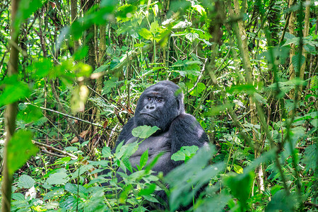 山地丛林银背山大猩猩坐在树叶上食草野生动物山地公园大猩猩国家丛林大猿猴子哺乳动物背景