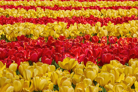 红和黄生长环境球茎郁金香植物花期生态植被花朵花床背景图片