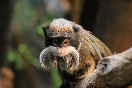 戴白胡子的玉林皇帝猴子动物仙人灵长类掌属动物园白色野生动物哺乳动物森林胡子背景