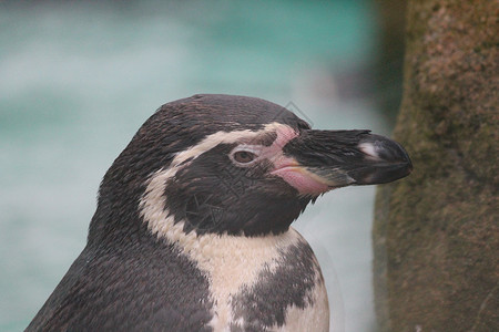 秘鲁企鹅企鹅游泳岩石动物动物园白色野生动物蓝色乐趣海洋荒野黑色背景