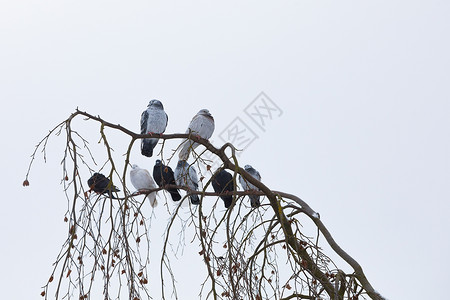树和鸽子素材冬天坐在树枝上的鸽子背景白色鸟类降雪邮政木头公园荒野花园居住背景