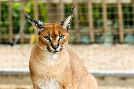 雄性Rooikat野猫看着你高清图片