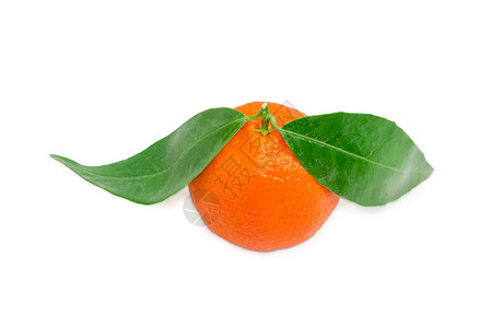 一份带有浅色背景叶子的普通柑橘背景图片