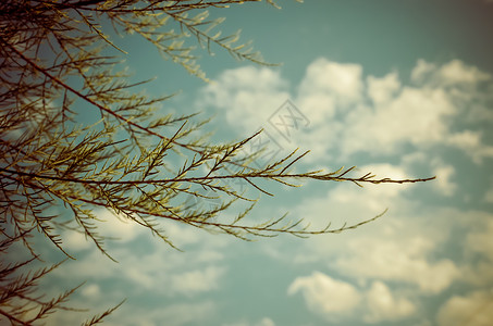 灌木 对抗蓝天蓝色晴天园艺木头植物衬套桁架植物学太阳公园背景图片