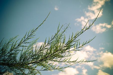 圆锥花序灌木 对抗蓝天公园晴天园艺花园植物学太阳天空桁架植物蓝色背景