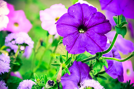 刺激物花的紫色的高清图片