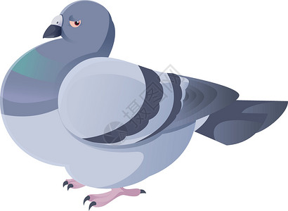 白色的鸽子鸽子微笑绘画插图宠物野生动物羽毛白色鸟类卡通片灰色插画