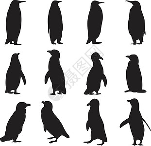 企鹅剪影的集合插画