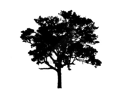 树上的黑画叶子生长插图橡树橡木环境植物学绘画花园季节背景图片