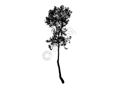 树上的黑画绘画生长橡木橡树插图场景环境艺术花园植物背景图片