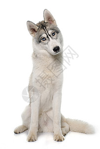 灰色的西伯利亚霍斯基动物小狗雪橇蓝色眼睛宠物毛皮工作室背景图片