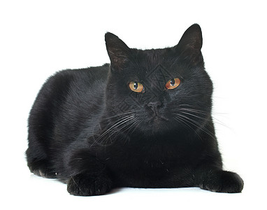工作室中的黑猫流浪猫动物虎斑宠物野猫背景图片
