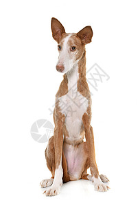 演播室的波登科比森科猎犬宠物棕色动物工作室女性猎狗白色背景图片